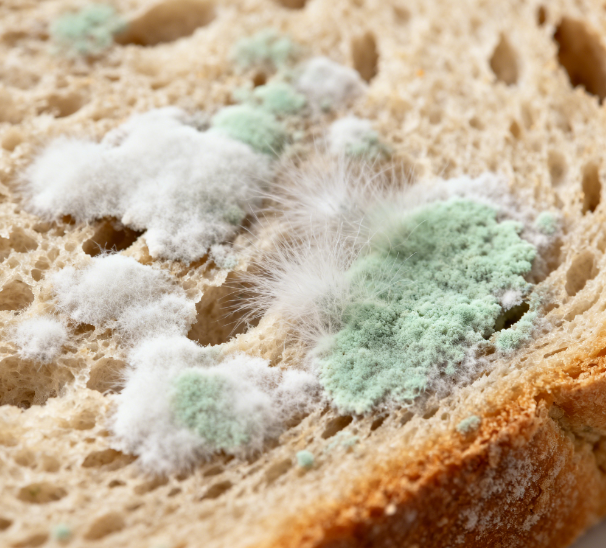 從飼料到乳制品，熒光定量真菌毒素檢測儀破解多行業真菌毒素檢測難題